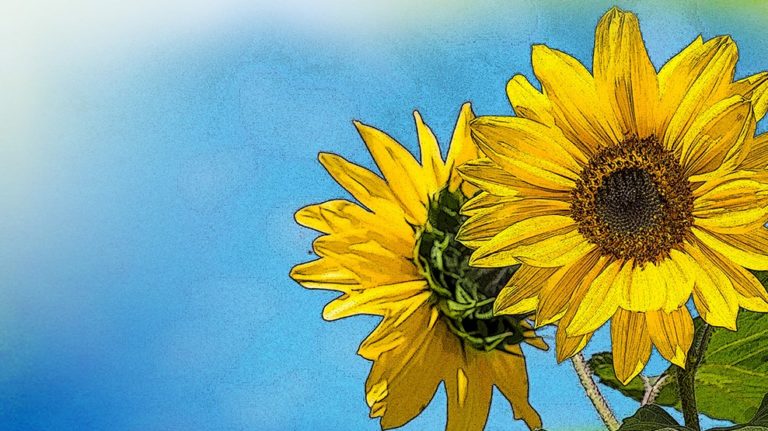Sunflower watercolour painting