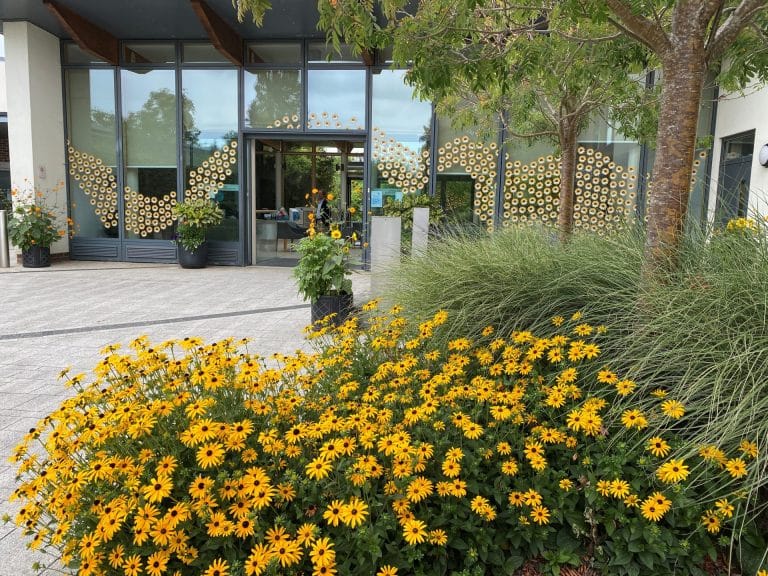 The sunflower display at St Barnabas House