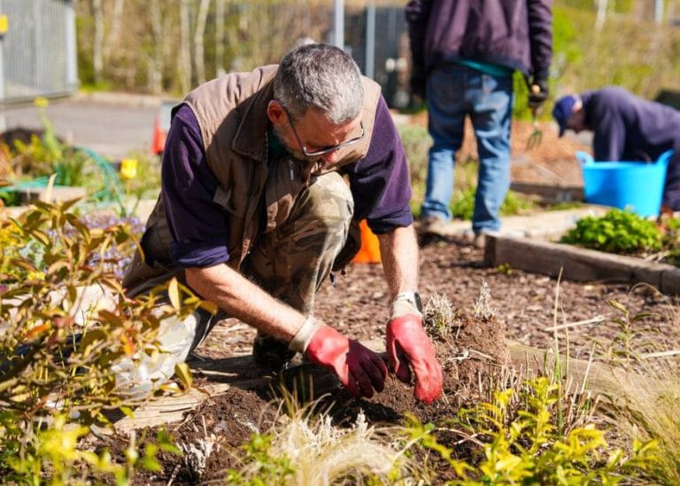 A volunteer gardener working in a garden flower bed